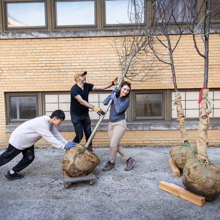 construction of a community reading garden
