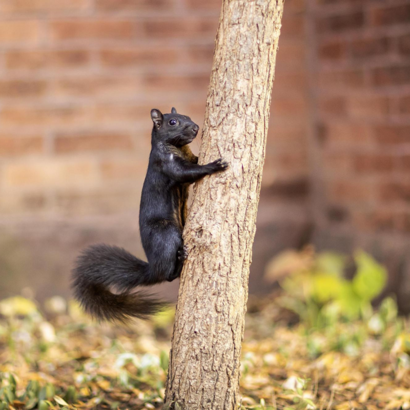 A black squirrel climbing a thin tree with a brick building in the background